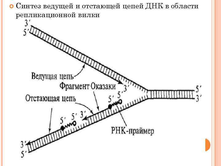 Схема репликативной вилки