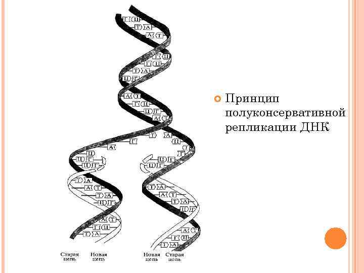  Принцип полуконсервативной репликации ДНК 