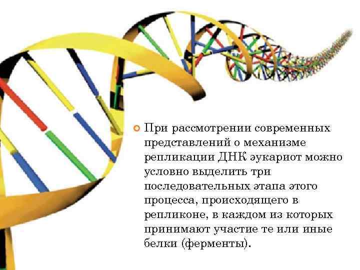  При рассмотрении современных представлений о механизме репликации ДНК эукариот можно условно выделить три