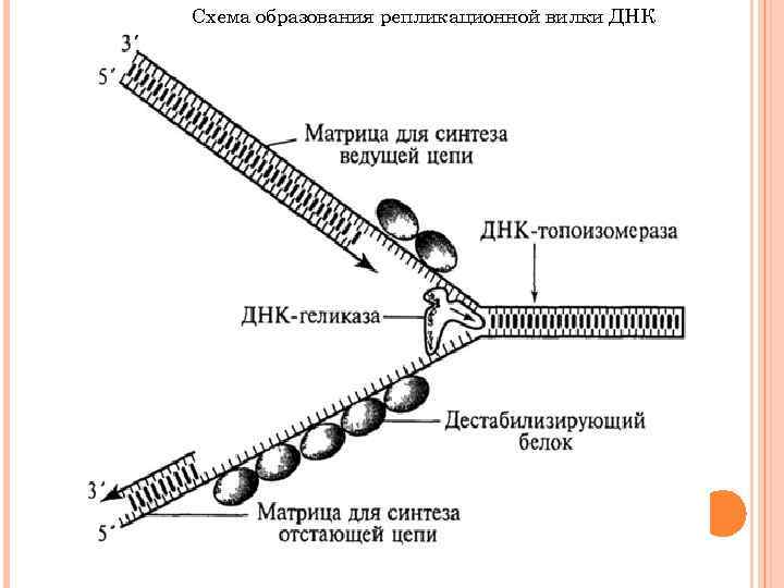 Схема репликационной вилки