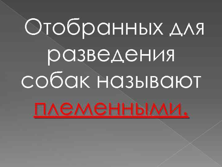 Отобранных для разведения собак называют племенными. 