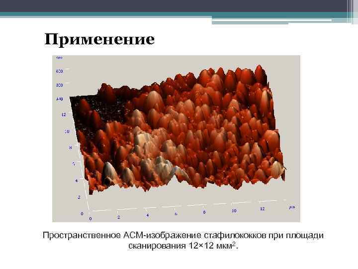 Применение Пространственное АСМ-изображение стафилококков при площади сканирования 12× 12 мкм 2. 