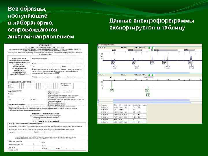 Все образцы, поступающие в лабораторию, сопровождаются анкетой-направлением Данные электрофореграммы экспортируется в таблицу 