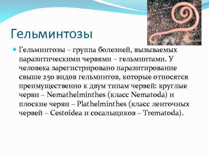Гельминтозы – группа болезней, вызываемых паразитическими червями – гельминтами. У человека зарегистрировано паразитирование свыше
