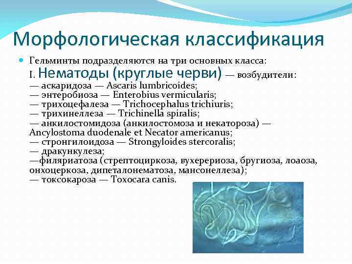 Морфологическая классификация Гельминты подразделяются на три основных класса: I. — возбудители: — аскаридоза —