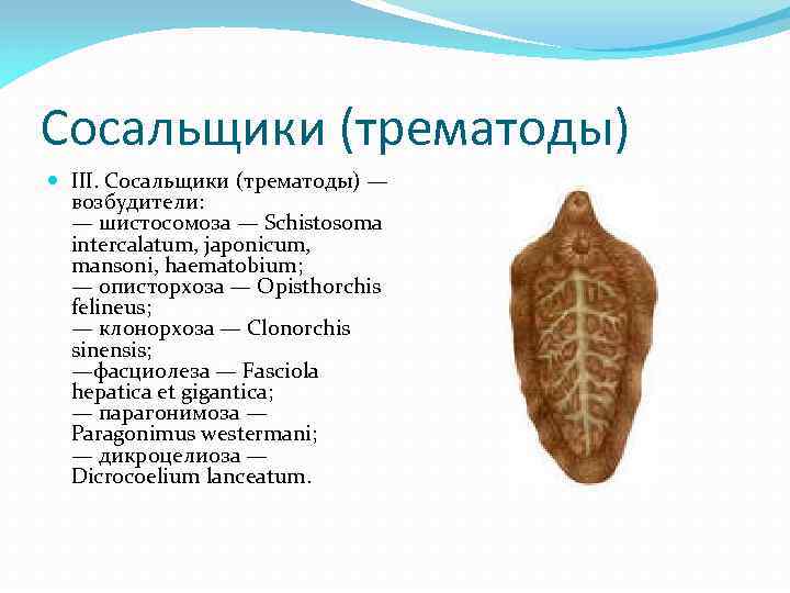 Сосальщики (трематоды) III. Сосальщики (трематоды) — возбудители: — шистосомозa — Schistosoma interсаlatum, japonicum, mansoni,