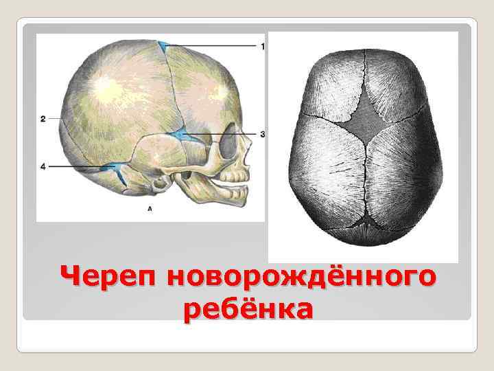 Череп новорождённого ребёнка 