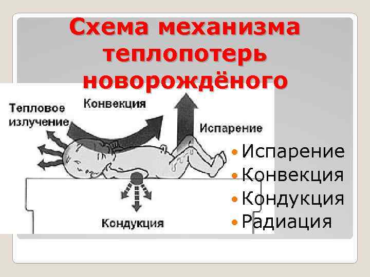 Схема механизма теплопотерь новорождёного Испарение Конвекция Кондукция Радиация 