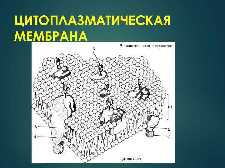 ЦИТОПЛАЗМАТИЧЕСКАЯ МЕМБРАНА 