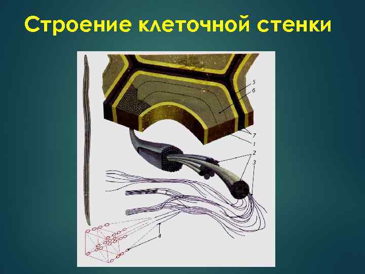 Строение клеточной стенки 