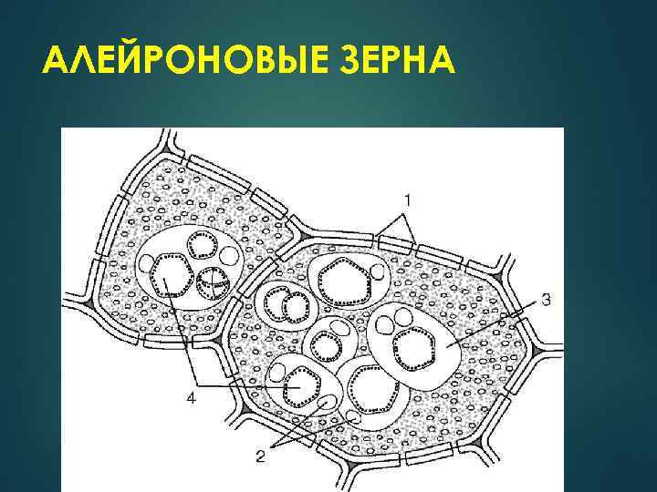 Структура включения