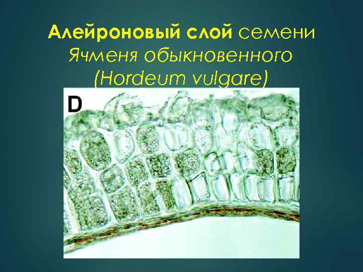 Алейроновый слой семени Ячменя обыкновенного (Hordeum vulgare) 