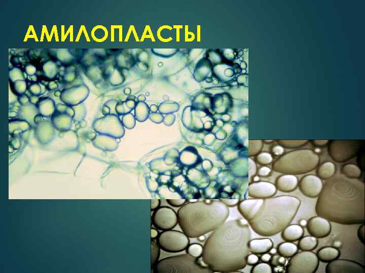 АМИЛОПЛАСТЫ 