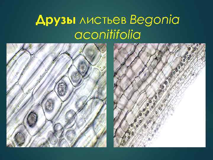 Друзы листьев Begonia aconitifolia 