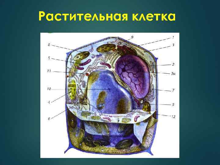 Растительная клетка 