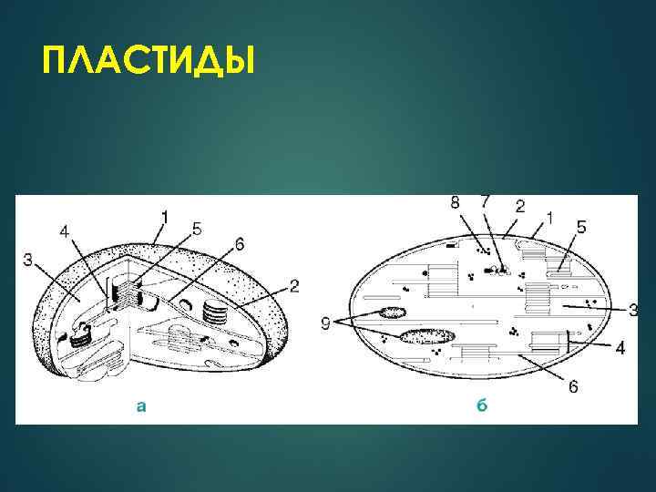 ПЛАСТИДЫ 