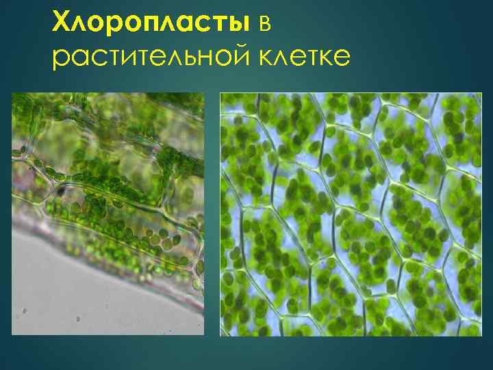 Хлоропласты в растительной клетке 