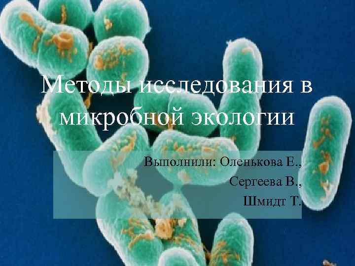 Методы исследования в микробной экологии Выполнили: Оленькова Е. , Сергеева В. , Шмидт Т.