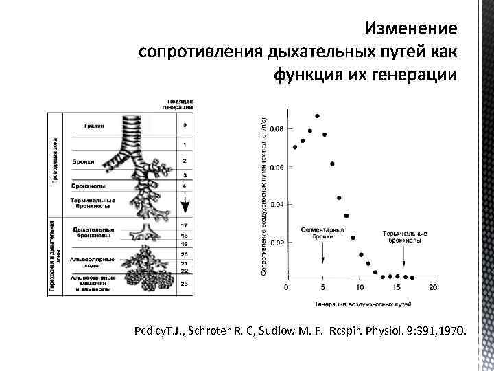 Pcdlcy. T. J. , Schroter R. С, Sudlow M. F. Rcspir. Physiol. 9: 391,