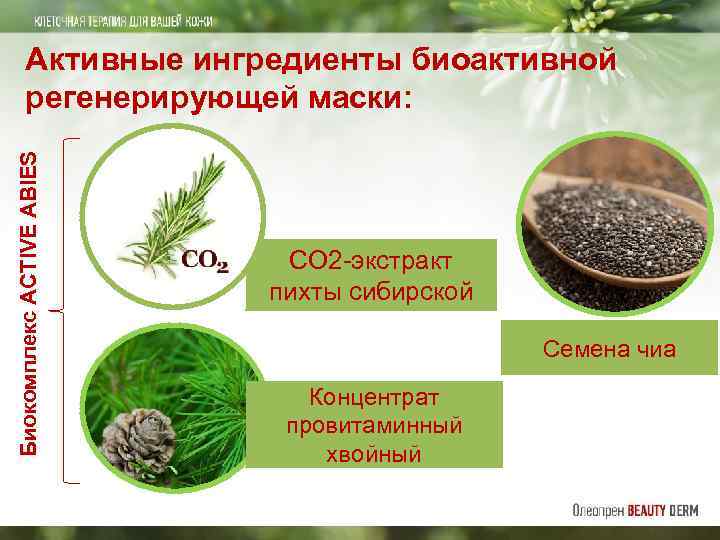 Биокомплекс ACTIVE ABIES Активные ингредиенты биоактивной регенерирующей маски: СО 2 -экстракт пихты сибирской Семена