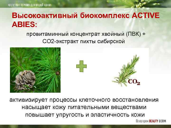 Высокоактивный биокомплекс ACTIVE ABIES: провитаминный концентрат хвойный (ПВК) + СО 2 -экстракт пихты сибирской