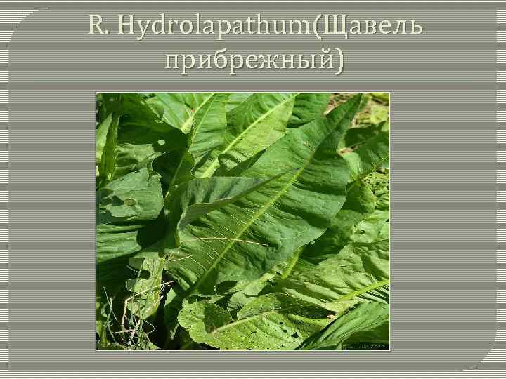 R. Hydrolapathum(Щавель прибрежный) 