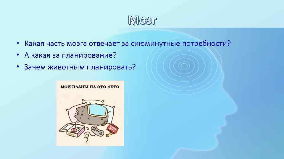 Мозг • Какая часть мозга отвечает за сиюминутные потребности? • А какая за планирование?