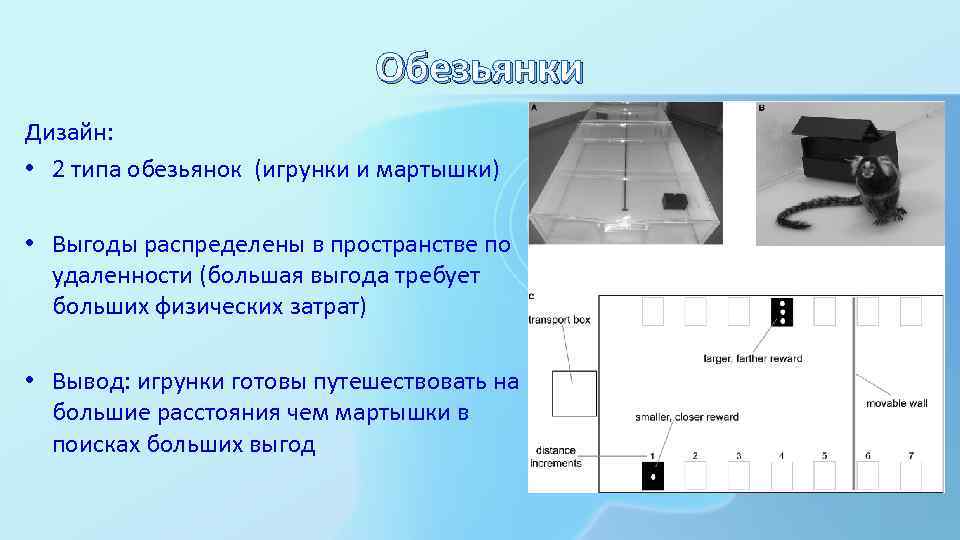 Обезьянки Дизайн: • 2 типа обезьянок (игрунки и мартышки) • Выгоды распределены в пространстве