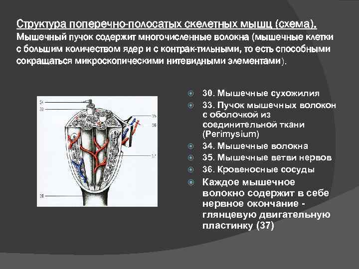 Структура поперечно-полосатых скелетных мышц (схема). Мышечный пучок содержит многочисленные волокна (мышечные клетки с большим
