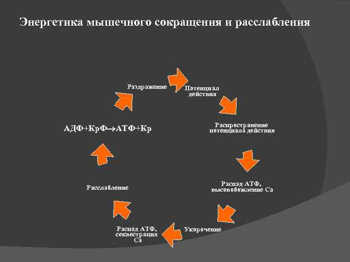 Энергетика мышечного сокращения и расслабления Раздражение Потенциал действия АДФ+Кр. Ф АТФ+Кр Распространение потенциала действия