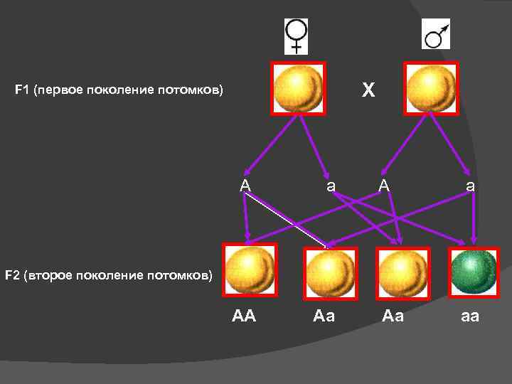 Х F 1 (первое поколение потомков) А а F 2 (второе поколение потомков) АА