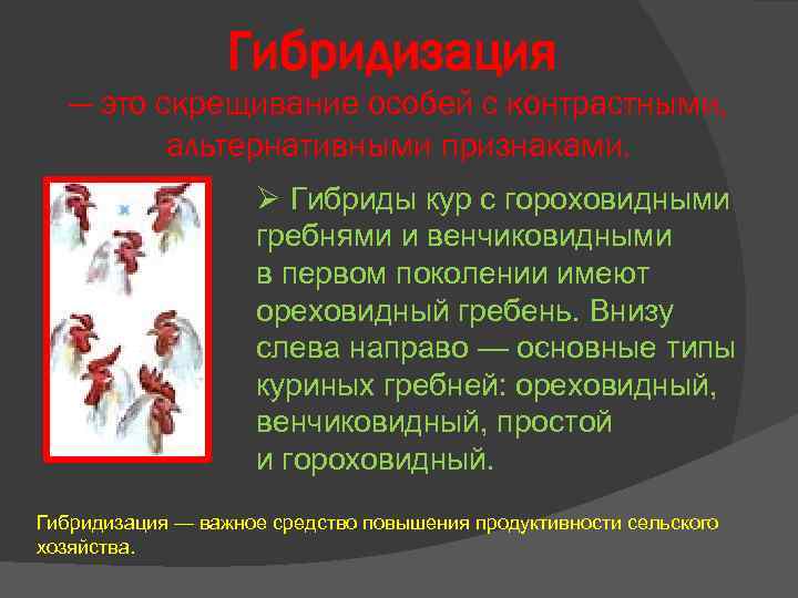 Гибридизация — это скрещивание особей с контрастными, альтернативными признаками. Ø Гибриды кур с гороховидными