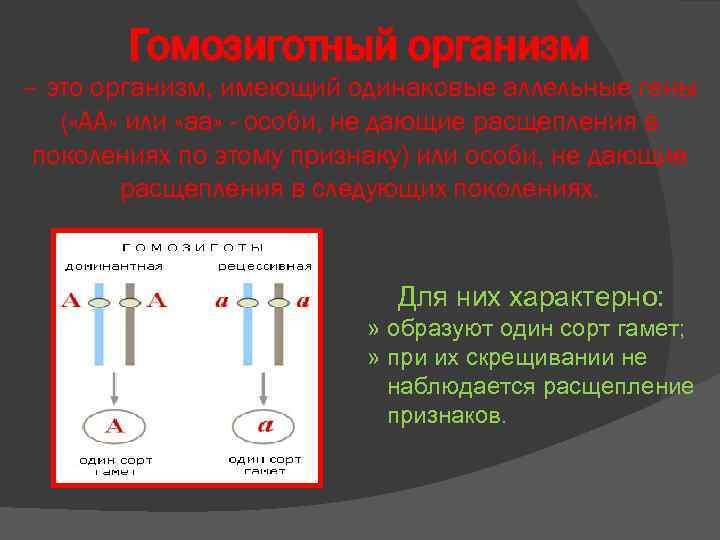 Гомозиготный организм – это организм, имеющий одинаковые аллельные гены ( «АА» или «аа» -