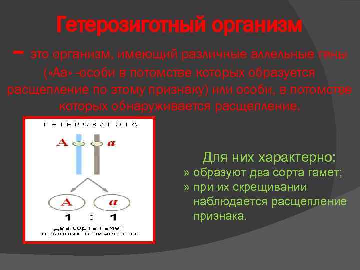 Гетерозиготный генотип. Гетерозиготная особь. Гетерозиготная особь это в биологии. Гетерозиготные родители. Гетерозиготный организм это в генетике.