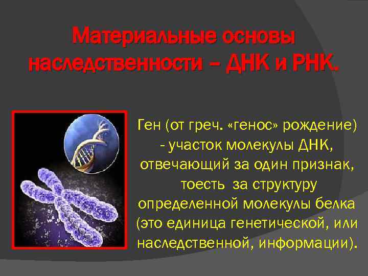 Материальные основы наследственности – ДНК и РНК. Ген (от греч. «генос» рождение) - участок