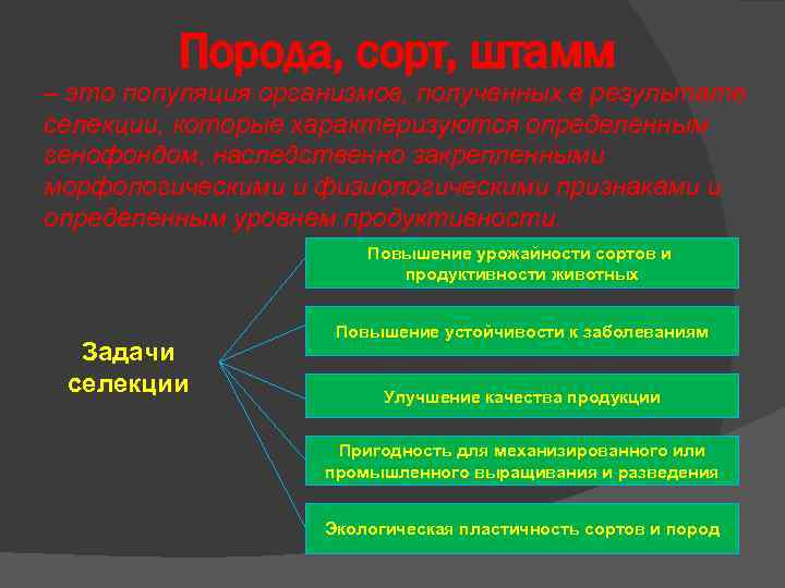 Порода, сорт, штамм – это популяция организмов, полученных в результате селекции, которые характеризуются определенным