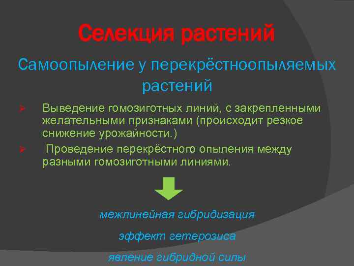 Селекция растений Самоопыление у перекрёстноопыляемых растений Ø Ø Выведение гомозиготных линий, с закрепленными желательными