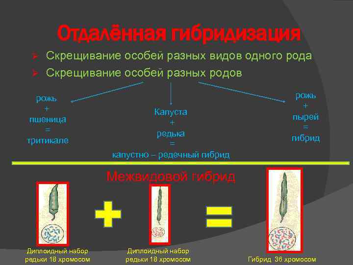 Отдалённая гибридизация Скрещивание особей разных видов одного рода Ø Скрещивание особей разных родов Ø