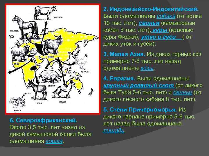 2. Индонезийско-Индокитайский. Были одомашнены собака (от волка 10 тыс. лет), свинья (камышовый кабан 8