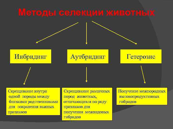 Методы селекции животных Инбридинг Скрещивание внутри одной породы между близкими родственниками для сохранения важных