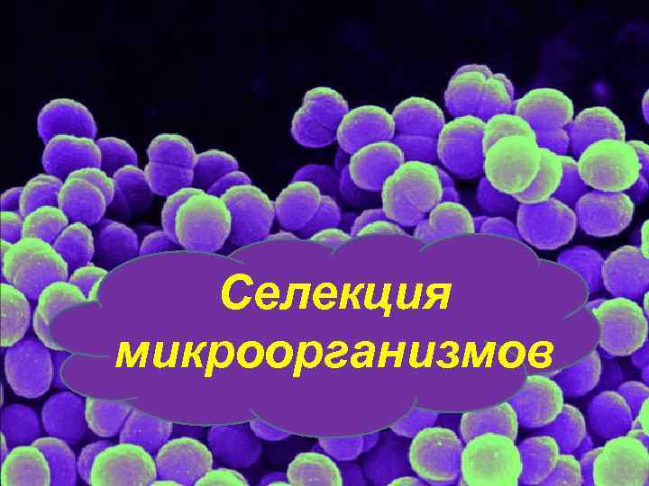 Селекция микроорганизмов 