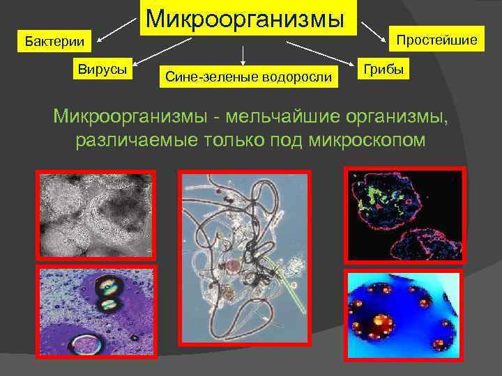 Микроорганизмы Бактерии Вирусы Сине-зеленые водоросли Простейшие Грибы Микроорганизмы - мельчайшие организмы, различаемые только под