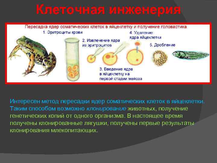 Объект и предмет изучения клеточной инженерии