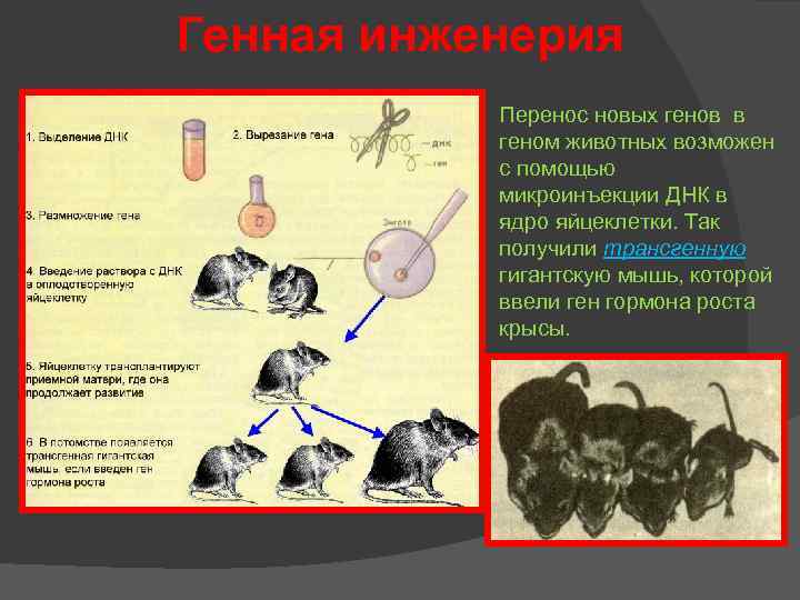 Генная инженерия Перенос новых генов в геном животных возможен с помощью микроинъекции ДНК в