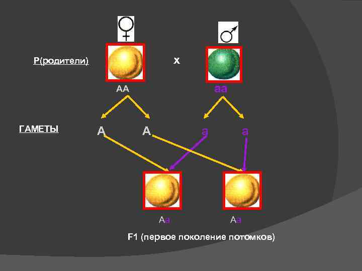 х Р(родители) АА ГАМЕТЫ А аа А а Аа Аа F 1 (первое поколение