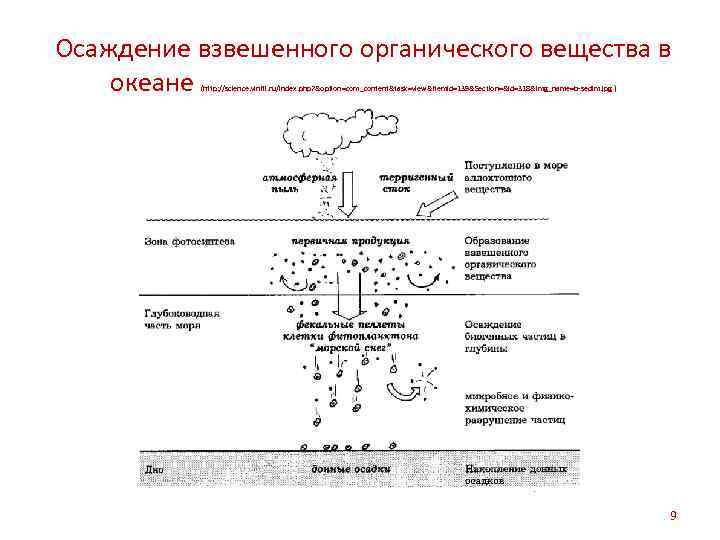 Осаждение взвешенного органического вещества в океане (http: //science. viniti. ru/index. php? &option=com_content&task=view&Itemid=139&Section=&id=318&img_name=b sedim. jpg