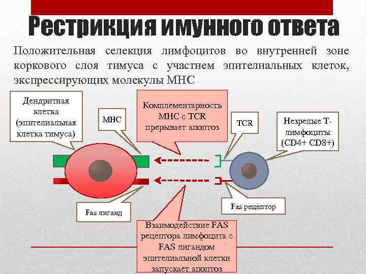 Рестрикция имунного ответа Положительная селекция лимфоцитов во внутренней зоне коркового слоя тимуса с участием