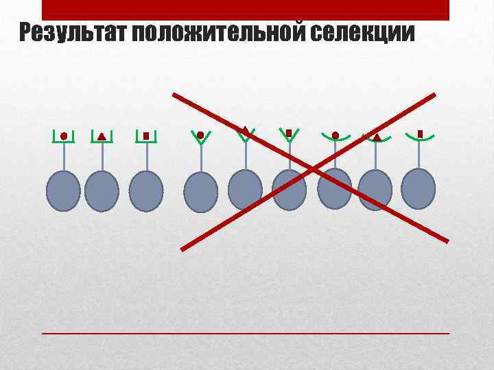 Результат положительной селекции 