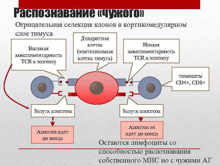 Распознавание «чужого» Отрицательная селекция клонов в кортикомедулярном слое тимуса Высокая комплементарность TCR к эпитопу