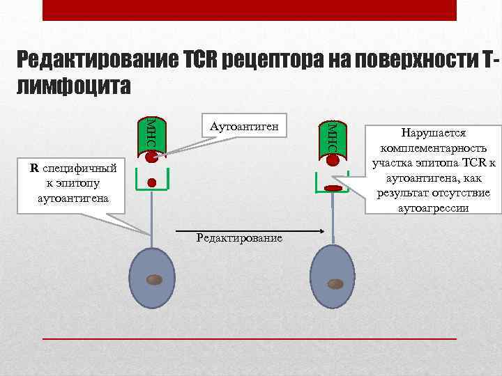 Редактирование TCR рецептора на поверхности Тлимфоцита R специфичный к эпитопу аутоантигена Редактирование MHC Аутоантиген